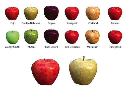 The cultivar of 12 apples and two big apples vector images created by 3D modeling transparent png file.