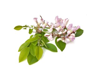 Gliricidia leaves and flower (Gliricidia sepium) isolated on white background 