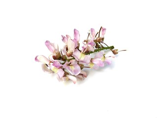 Gliricidia flower (Gliricidia sepium) isolated on white background 