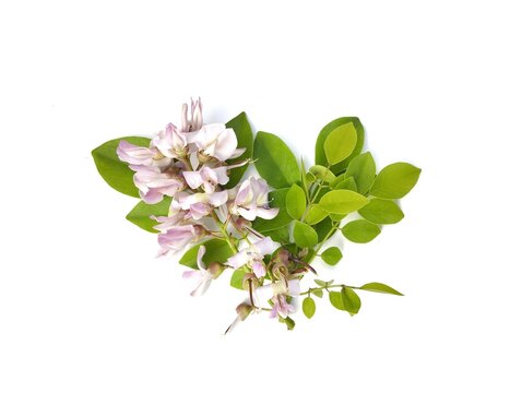 Gliricidia leaves and flower (Gliricidia sepium) isolated on white background 