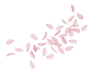 Pink cherry blossom petals gently falling and scattering across a transparent background