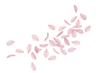 Pink cherry blossom petals gently falling and scattering across a transparent background