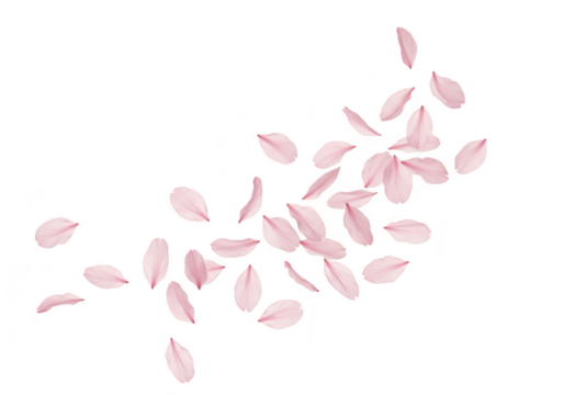 Pink cherry blossom petals gently falling and scattering across a transparent background