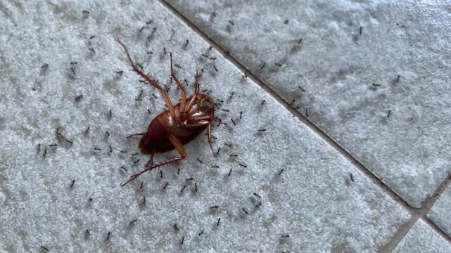 A cockroach or Periplaneta americana upside down on the floor is being surrounded by many ants