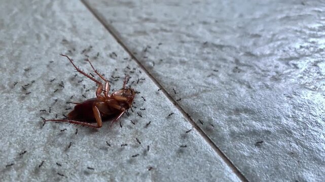 A cockroach or Periplaneta americana upside down on the floor is being surrounded by many ants