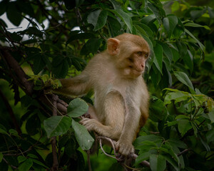 Macaques on the island of monkeys in Nha Trang.