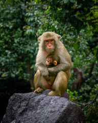 Macaques on the island of monkeys in Nha Trang.
