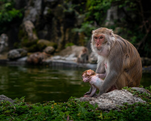 Obraz premium Macaques on the island of monkeys in Nha Trang.