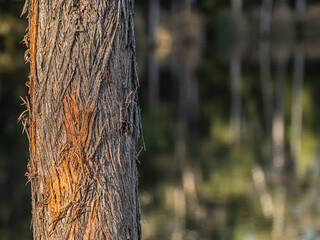 Stringy Bark Gum Tree Detail