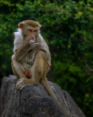 Macaques on the island of monkeys in Nha Trang.
