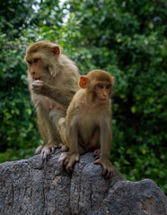 Macaques on the island of monkeys in Nha Trang.