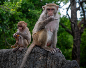 Macaques on the island of monkeys in Nha Trang.