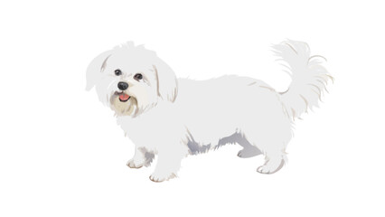 Obraz premium A fluffy white maltese dog standing on a white background looking forward with a happy expression