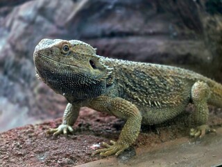 lizard on a rock