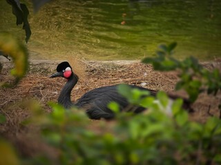 Fototapeta premium black swan on the lake