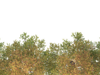 tree with green and yellow leaves isolated, autumn trees