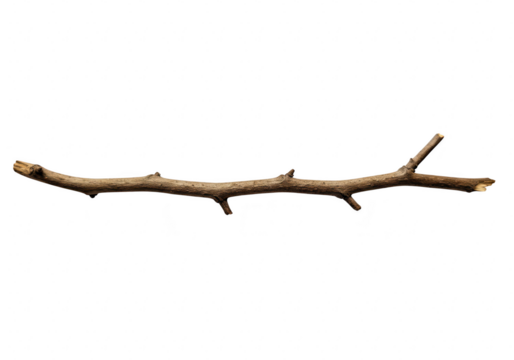 A single brown tree branch with several smaller twigs extending from it, isolated on a transparent background