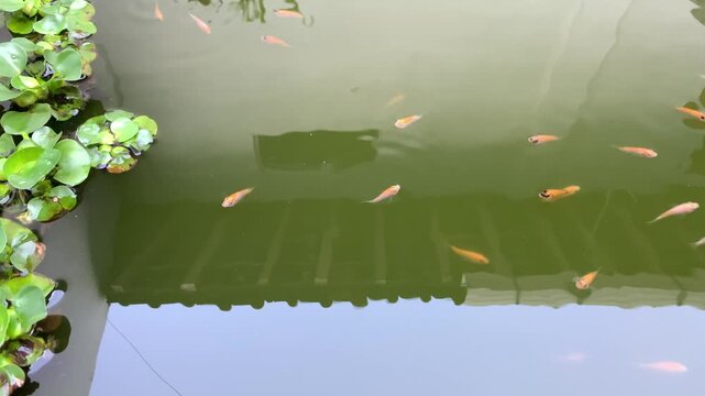 Group of young tilapia fish or Oreochromis niloticus in the pond