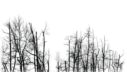 Silhouette of bare trees with branches isolated on white. Black and white vector illustration
