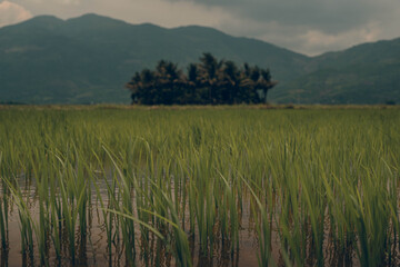 Fototapeta premium Rice field and palm grove on the background of mountains