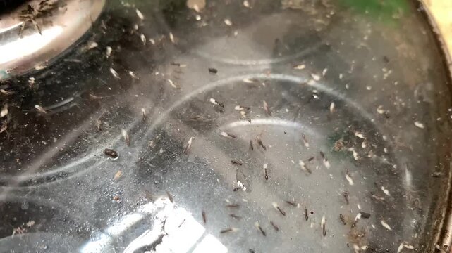 Group of ants carrying their eggs in a pan cover