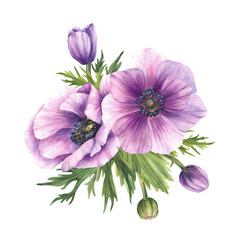 Watercolor Anemone, Windflowers Pink buds with eucalyptus green leaves. Purple flowers bouquet for wedding, birthday greeting card floral design. Hand drawn isolated on white background illustration