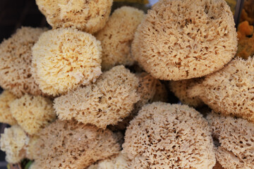 Beautiful organic healthy natural sponges small and large pieces from Mediterranean sea on Turkish coast, Kas, Turkey