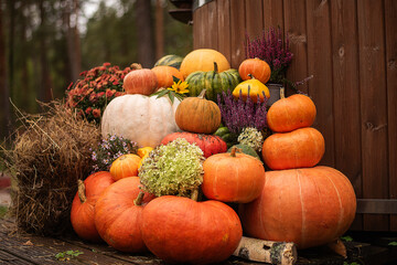 Autumn colored pumpkins with heather and flowers in the garden