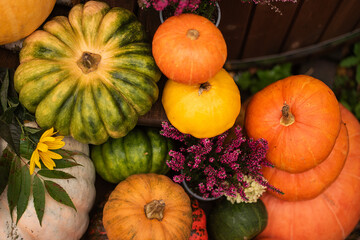 Autumn colored pumpkins in the garden