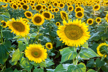 Fototapeta premium Young sunflowers in the field. Natural flowers: yellow sunflowers.