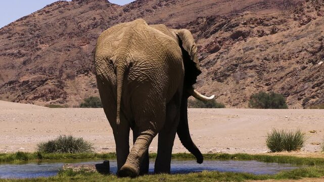 Slow-motion shot of a bull elephant spraying himself with water from a natural spring in the Namib Desert. The impressive male stands with his back to the camera and flings water against his belly.