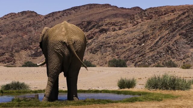 Slow-motion shot of a bull elephant spraying himself with water from a natural spring in Namib Desert. The impressive male stands with his back to the camera and flings water against his belly.