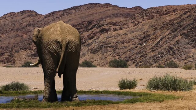 Slow-motion shot of a bull elephant spraying himself with water from a natural spring in Namib Desert. The impressive male stands with his back to the camera and flings water against his right side