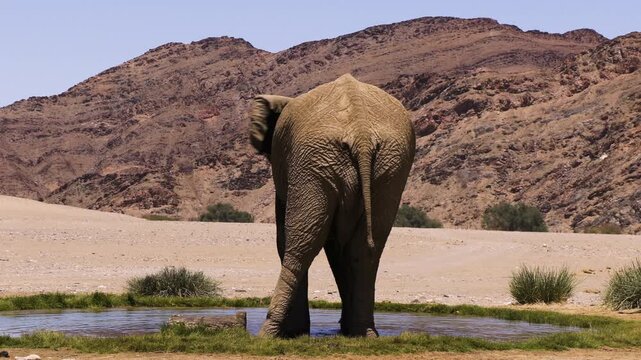Slow-motion shot of a bull elephant spraying himself with water from a natural spring in the Namib Desert. The impressive male stands with his back to the camera and flings water against his left side