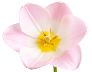Obraz premium Close-Up of Pink Tulip Bloom on White Background, Easter Floral PNG