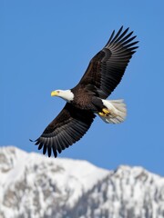 Obraz premium Bald eagle soaring over snow-capped mountains wildlife photography natural habitat majestic viewpoint