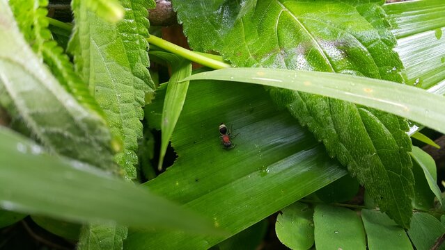 Velvet Ant (Mutilla astarte) on a green leaf. Mutillidae targeted in the forest. Perfect for documentaries about tropical rainforests and World Wildlife Conservation Day on December 4th.