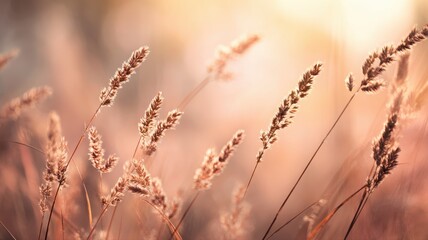 Soft Golden Grass Stalks in Gentle Sunrise Light with Bokeh Background