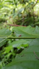 Dictyopharidae, Planthopper Nymph, red treehopper nymph, Pandanus planthopper, Flatidae, Perfect for documentaries about tropical rainforests and World Nature Conservation Day on July 28th.