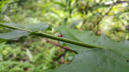 Dictyopharidae, Shot in a tropical rainforest. Planthopper Nymph, red treehopper nymph, Pandanus planthopper, Flatidae, Dictyophara nakanonis.