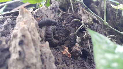 Myriapoda (Centipedes, Millipedes), Epanerchodus, Coromus vittatus vittatus, Spirostreptus giganteus.Perfect for documentaries about tropical rainforests and World Nature Conservation Day on July 28th
