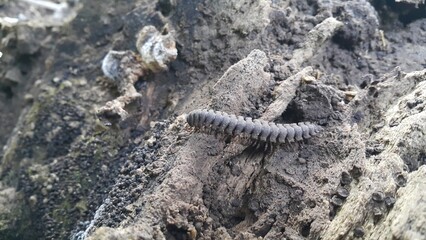 Millipedes. Perfect for documentaries about tropical rainforests and World Nature Conservation Day on July 28th. Epanerchodus, Coromus vittatus vittatus, Spirostreptus giganteus.