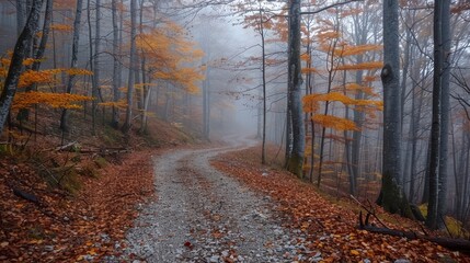 Winding gravel road through a misty autumn forest. Fallen leaves blanket the path