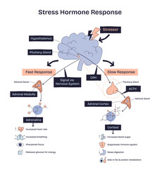 Stress hormone response shows brain, adrenal glands, and hormones like adrenaline and cortisol in a doodle style diagram. Doodle style diagram