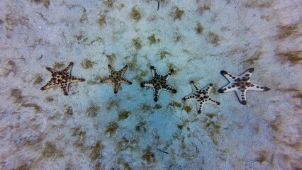 Starfish on a sandy bottom. Horned sea star. Starfish background. Top view of five starfish on the sea bottom. Background five starfish.