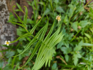 wild fern plants outdoors
