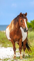 Fototapeta premium Horse on beach, calm pose