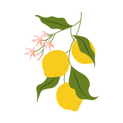 Hand drawn lemon with leaf. Juicy summer citrus. Organic fruit for lemonade, juice or vitamin C healthy food. Cartoon flat vector illustration isolated on transparent background. Clipart lemon