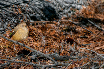 枝にとまるジョウビタキ
