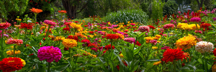Colorful Symphony: A Serene Escape in the Vibrant and Lush Zinnia Garden Awash with Nature's Creative Splendor